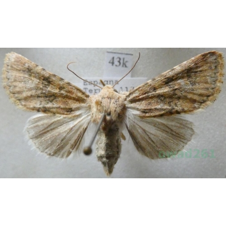 Polymixis argillaceago (Hübner, 1822) Spain43k